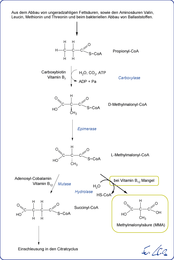 Abb. 1 Propionyl-CoA Abbau